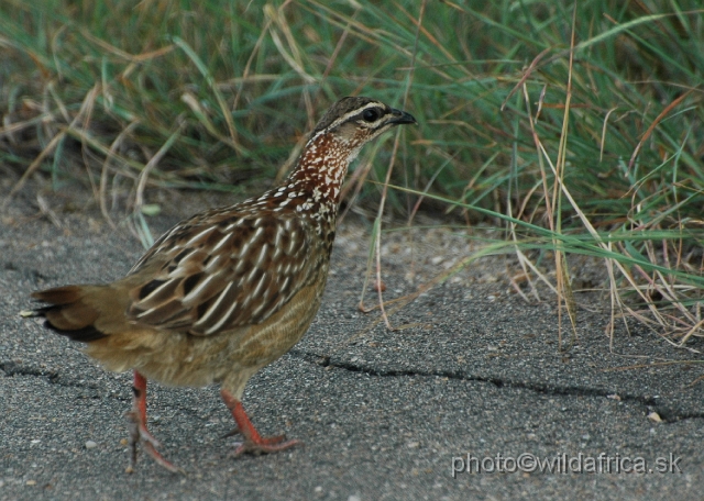 puku rsa 270.jpg - Crested Francolin (Dendroperdix sephaena)